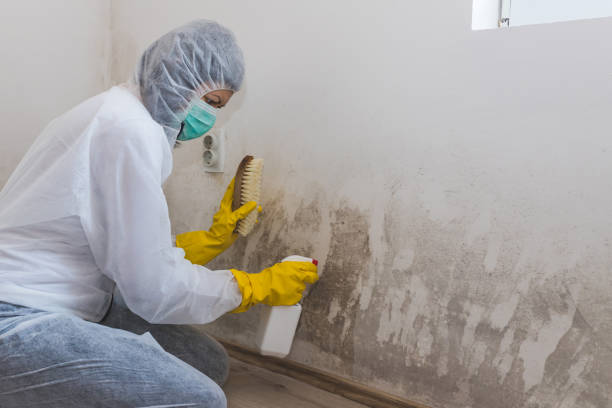 Best Office Mold Removal Services  in Paia, HI