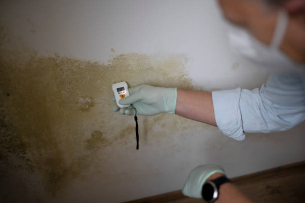 Best Mold Remediation Services  in Paia, HI