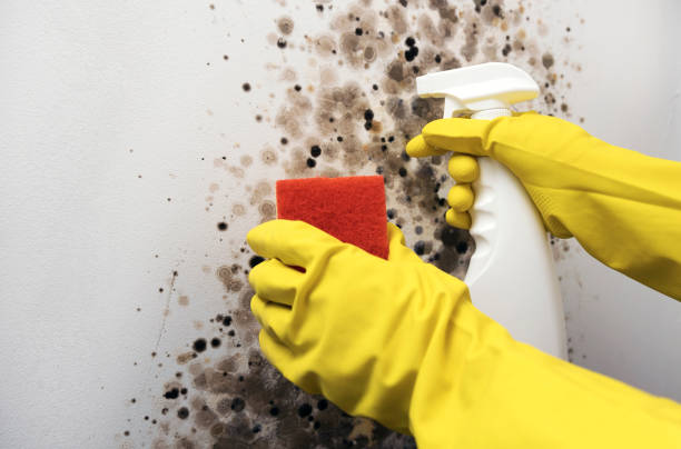Best Local Mold Removal Service  in Paia, HI