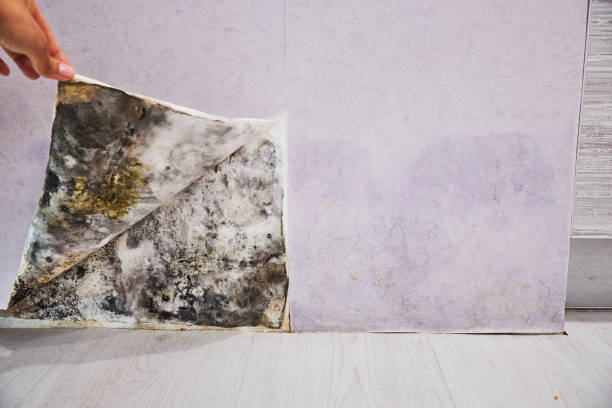 Best Fast Mold Removal  in Paia, HI